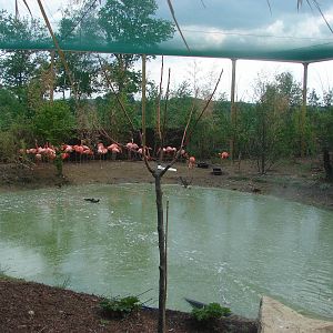 South american aviary