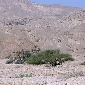 Gazella gazella acaciae (habitat), Southern Negev, 16-10-2010.