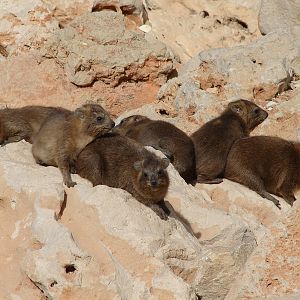Rock hyrax / Procavia capensis syriaca