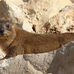 Rock hyrax / Procavia capensis syriaca