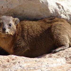 Rock hyrax / Procavia capensis syriaca