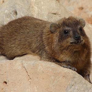 Rock hyrax / Procavia capensis syriaca