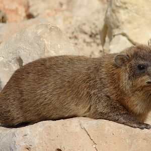 Rock hyrax / Procavia capensis syriaca