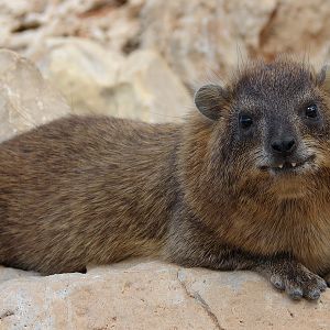 Rock hyrax / Procavia capensis syriaca