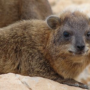 Rock hyrax / Procavia capensis syriaca