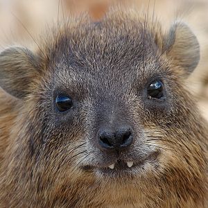 Rock hyrax / Procavia capensis syriaca