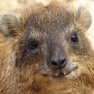 Rock hyrax / Procavia capensis syriaca