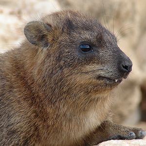 Rock hyrax / Procavia capensis syriaca