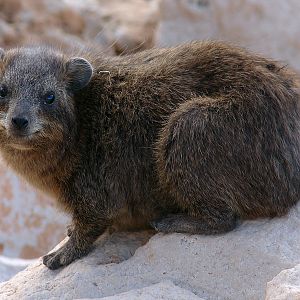 Rock hyrax (immature) / Procavia capensis syriaca