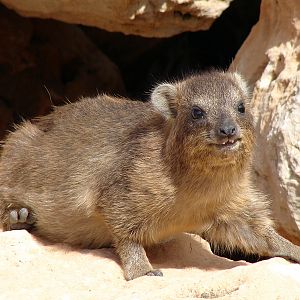 Rock hyrax (immature) / Procavia capensis syriaca