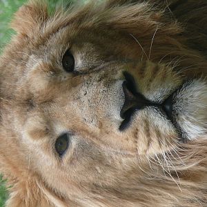 Jaïpur, asian lion (Panthera leo persica)