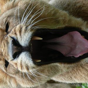 Kalindi, asian lion (Panthera leo persica)