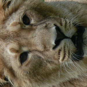 Kalindi, asian lion (Panthera leo persica)