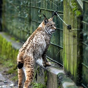 Lynx at Opelzoo