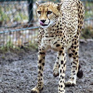 Cheetah at Opelzoo