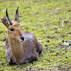 Reedbuck at Opelzoo