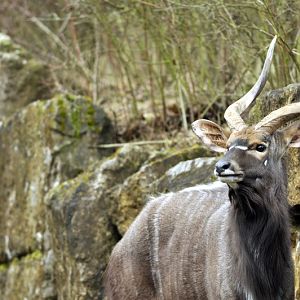 Nyala at Opelzoo