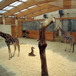 Giraffehouse at Opelzoo