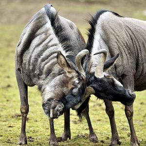 Gnu at Opelzoo