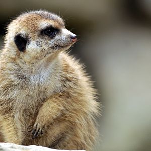 Meerkat at Opelzoo