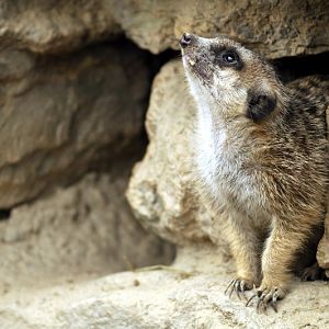 Meerkat at Opelzoo