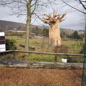 Savanna with fake baobab at Opelzoo