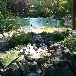 Humboldt penguins exhibit