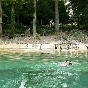 Humboldt penguins exhibit