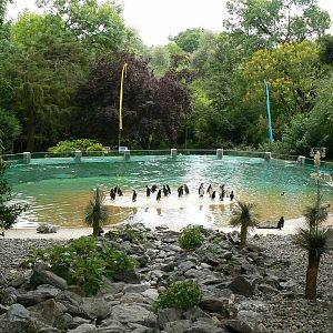 Humboldt penguins exhibit