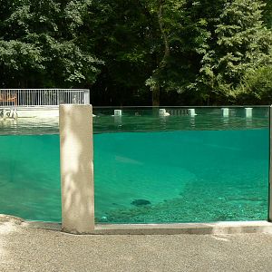 Humboldt penguins exhibit