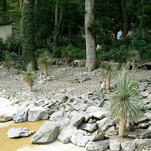 Humboldt penguins exhibit