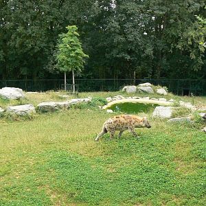 Spotted hyenas exhibit
