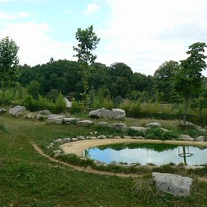 Spotted hyenas exhibit