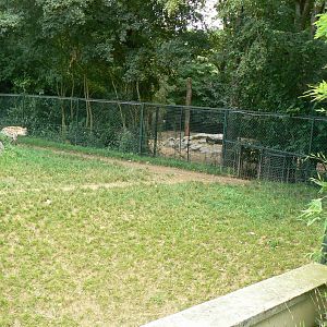 Spotted hyenas exhibit