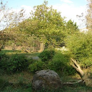 African lions exhibit