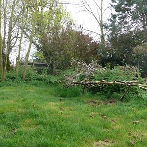 Giant anteaters exhibit