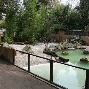 Jackas penguins exhibit