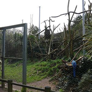 South american aviary