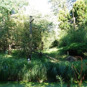 Black-and-white ruffed lemurs island