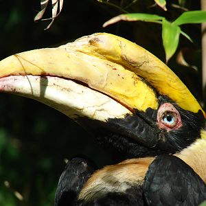 Great hornbill (Buceros bicornis)