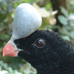 Helmeted curassow (Pauxi pauxi)