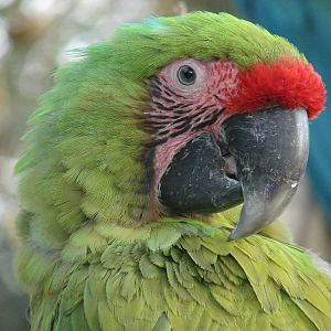 Great green macaw (Ara ambiguus)