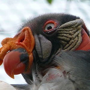 King vulture (Sarcoramphus papa)