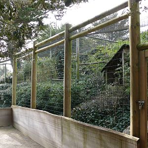 Great hornbills aviary