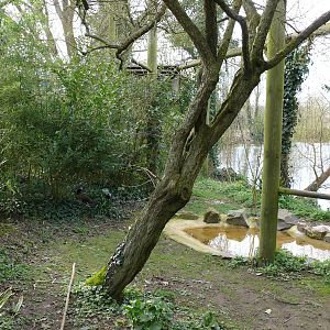 King vultures and helmeted curassow aviary
