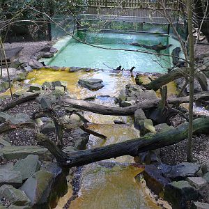 Oriental small-clawed otters exhibit