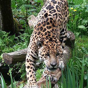 Jaguar (Panthera onca)