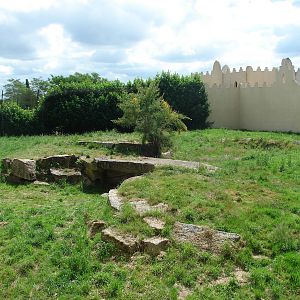 African lions exhibit