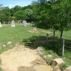 Black rhinos exhibit