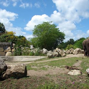 First asian elephants exhibit
